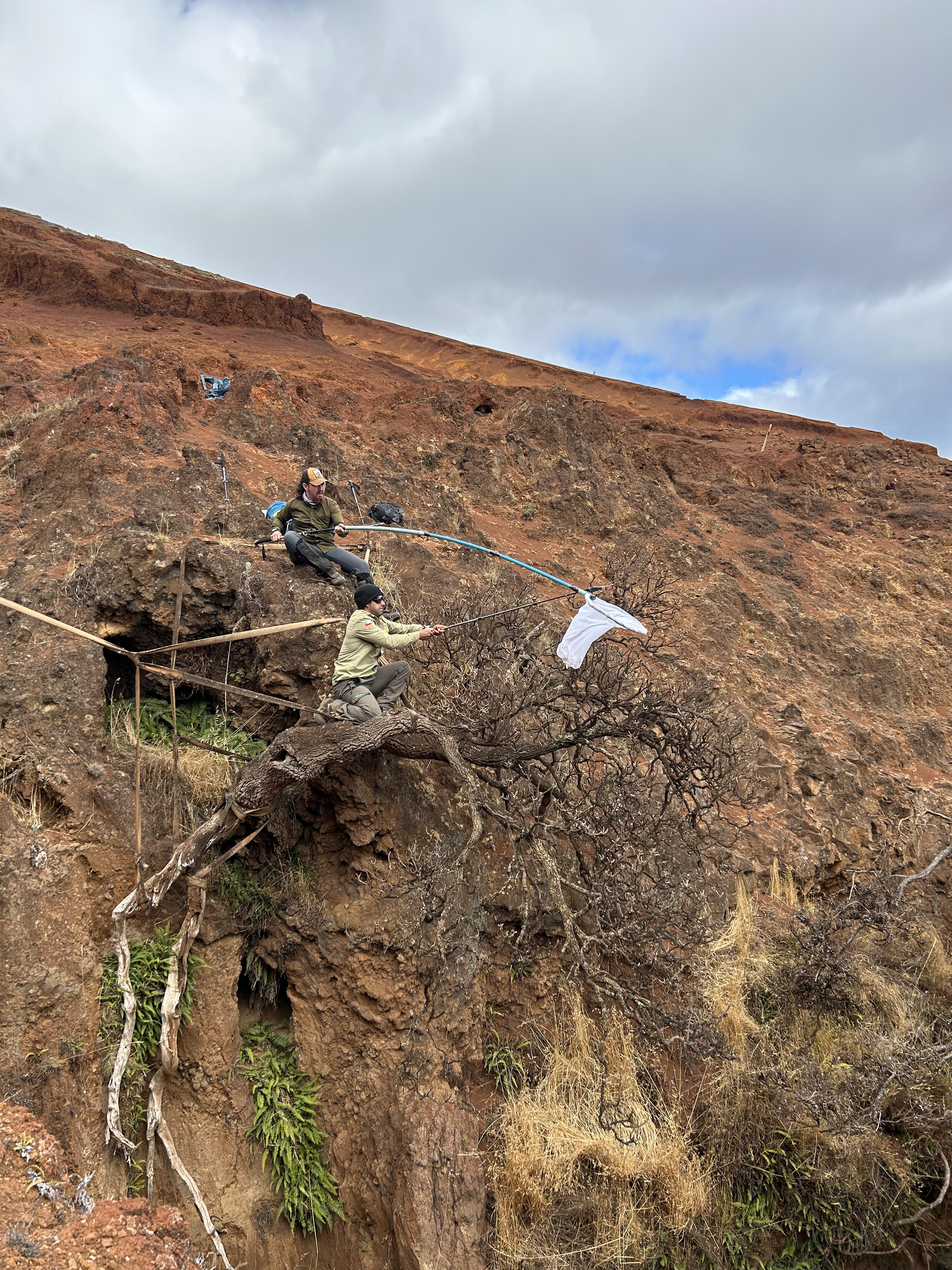 Two researchers collecting seeds from a tree on the side of a cliff using shears and a net. Two researchers collecting seeds from a tree on the side of a cliff using shears and a net.